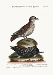 Calandra a krtek skvrnitý, 1749-73